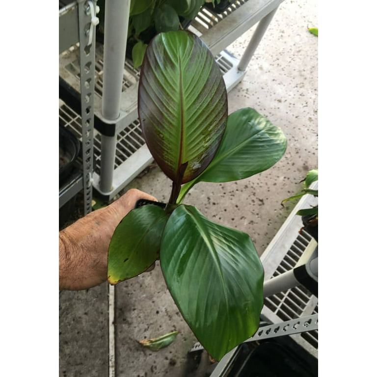 Bountiful Garden Nursery, Ensete Maurelii Red Abyssinian Banana