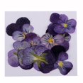 thumbnail image 2 of GUOOL 12-18pack 10 Pcs Dried Pressed Flowers for Violet 18 Pcs, 2 of 9