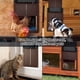 thumbnail image 3 of Puerta automática para gallinero, práctica puerta para gallinas y mascotas, fotosensible, retardante nocturno y matutino, protección automática, suministros para aves de corral, 3 of 4