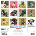 Great Dane Puppies 2025 Wall Calendar