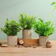 thumbnail image 3 of Gwong Decoración hogareña 1 Set Artificial Potted Plant Hermoso ecológico PVC Decoración de escritorio Simulación Potted Plant For Balcony Gwong 21067942, 3 of 6
