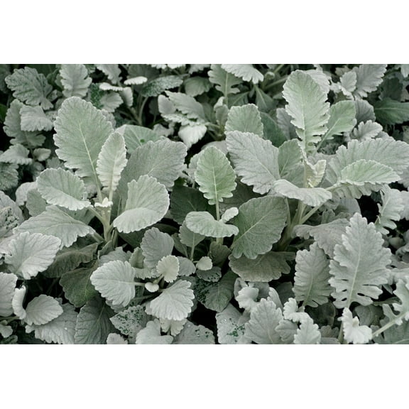 New Look Dusty Miller Senicio cineraria Cut Flower Seed Packet for Planting