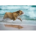 thumbnail image 2 of wall26 - Happy Dog Bulldog Running at The sea - Removable Wall Mural | Self-Adhesive Large Wallpaper - 66x96 inches, 2 of 6