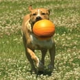 thumbnail image 6 of Nylabone Power Play B-Ball Gripz Basketball Dog Toy Large/Giant - Up to 50 lbs. 6.5 Inch (1 Count), 6 of 12