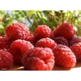 thumbnail image 5 of 100 Graines de Framboisier Rouge Rubus Idaeus Buisson de Fruits Vigne, 5 of 5