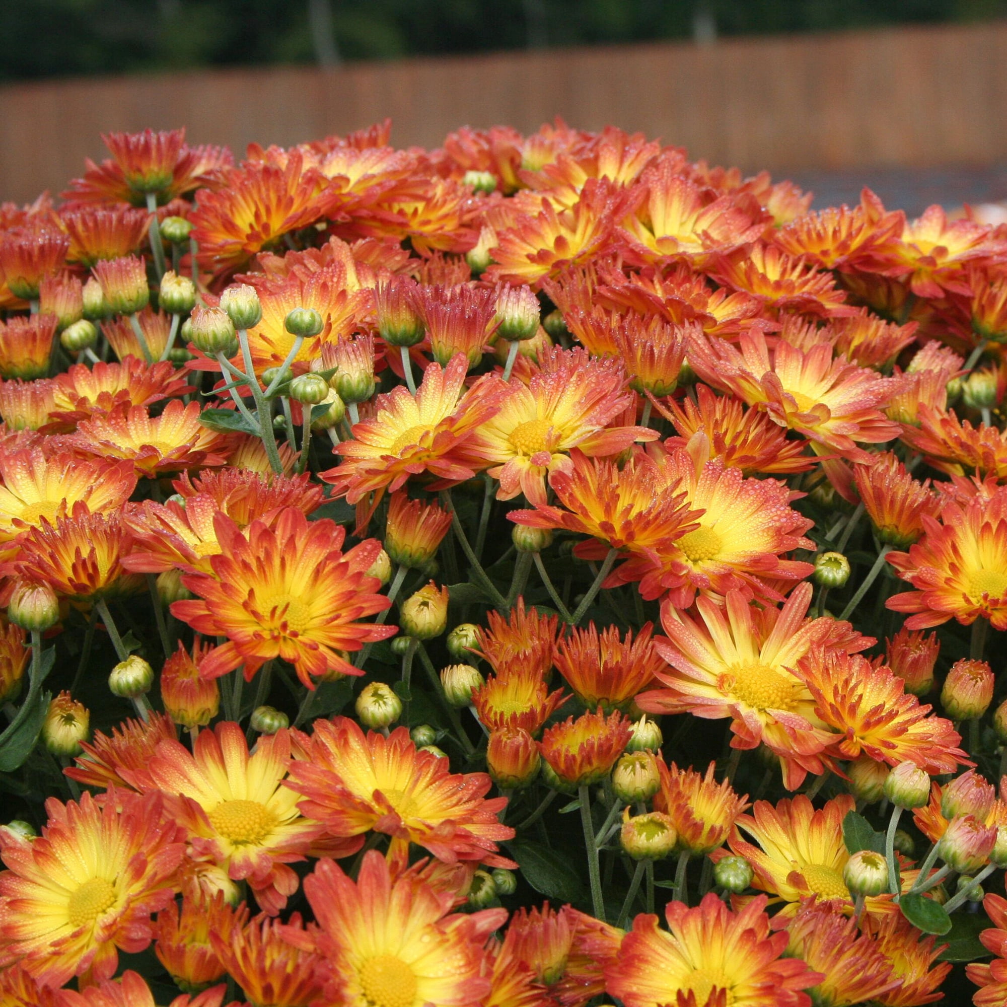 Better Homes & Gardens Orange Multicolor Mums Live Plant Garden in 12 in Fall Basket Décor