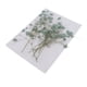 thumbnail image 3 of Conjunto de flores de aliento de bebé naturales y secas, surtidas y coloridas para manualidades de vidrio. Verde, 3 of 9