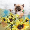thumbnail image 3 of XMXY Dog Throw Blankets, Soft Cozy Flowers Flora Pet Blankets for Couches Machine Washable for Indoor Cats Dogs, Medium Size, 3 of 8