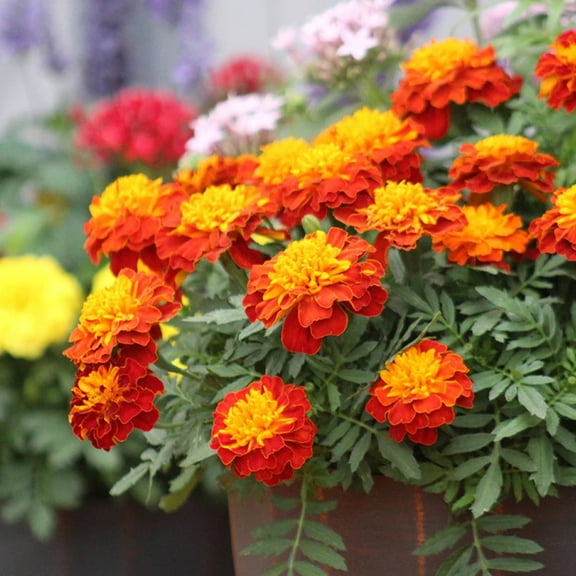 Marigold Super Hero™ Harmony Seed