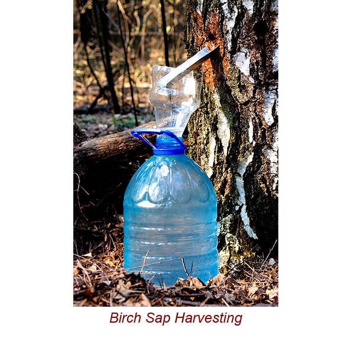 Birch Tar Essential Oil 15 ml (1/2 fl oz) - 100% Pure and Natural by Silky Scents
