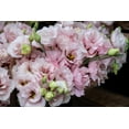 thumbnail image 2 of 20 Improved Pink Lisianthus Flower Seeds for Planting -Pelleted Seed, 2 of 6