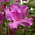 thumbnail image 2 of Brighter Blooms - Autumn Royalty® Encore® Azalea, 3 gal - No Shipping to AK, AZ, HI, 2 of 5