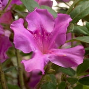 Brighter Blooms - Autumn Royalty® Encore® Azalea, 1 gal - No Shipping to AK, AZ, HI