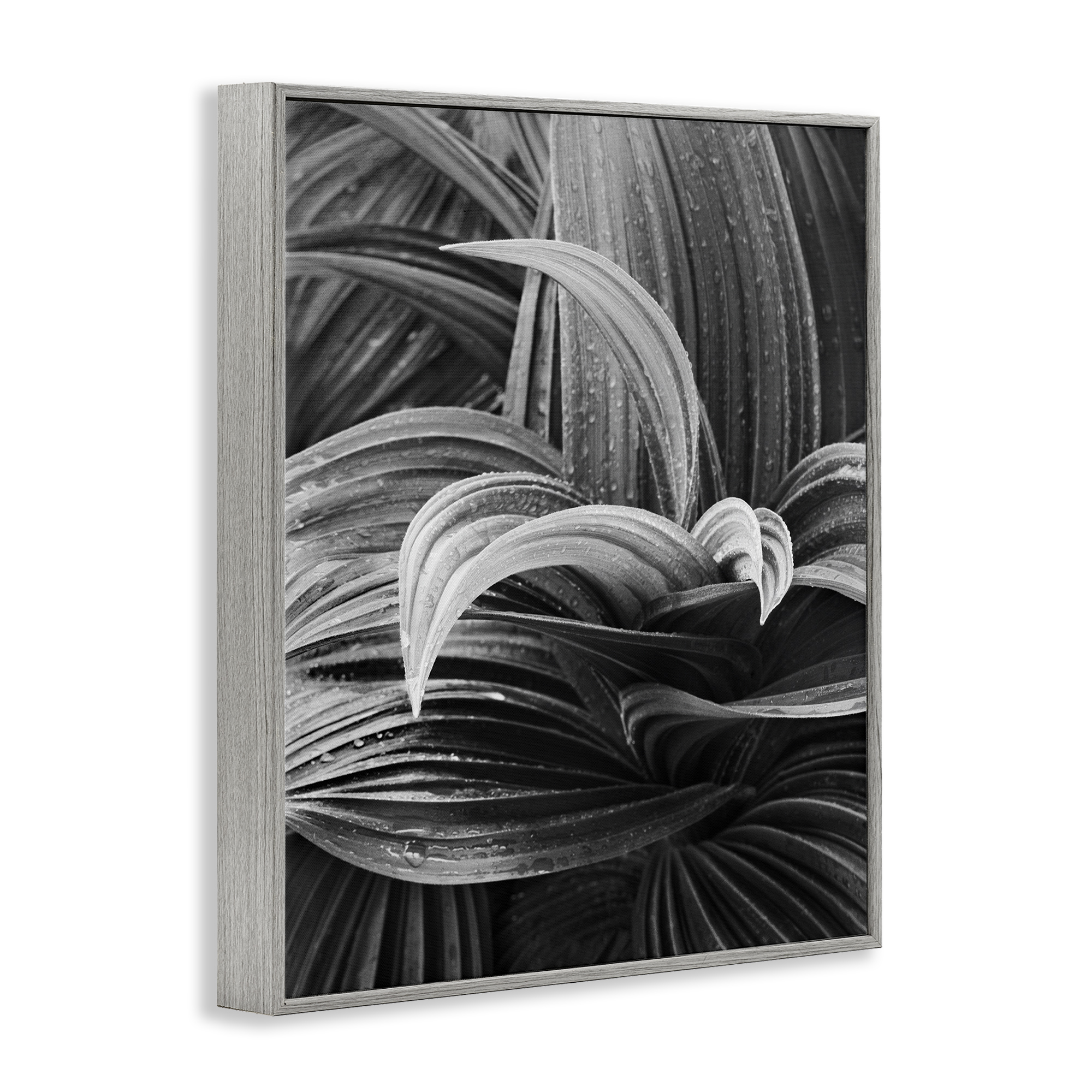 Stupell Industries Wet Leaves Detail Botanical & Floral Photography Gray Framed Art Print Wall Art, 16 x 20