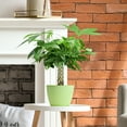 thumbnail image 3 of 8“-12" Tall Pachira Braided Money Tree, Live Plants Easy to Grow Houseplant, Indoor Bonsai, 3 of 5