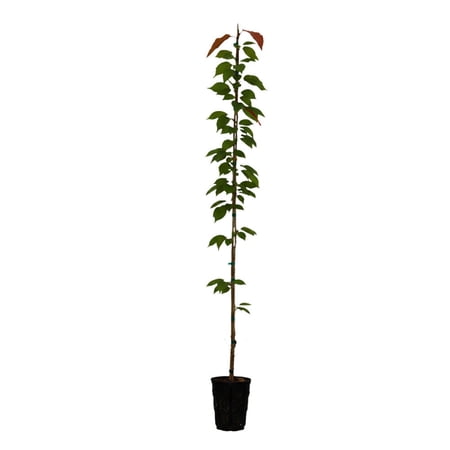 Expert Gardener 4-5' Cherry Flowering First Lady Live Tree in 1 gal. Grower Pot