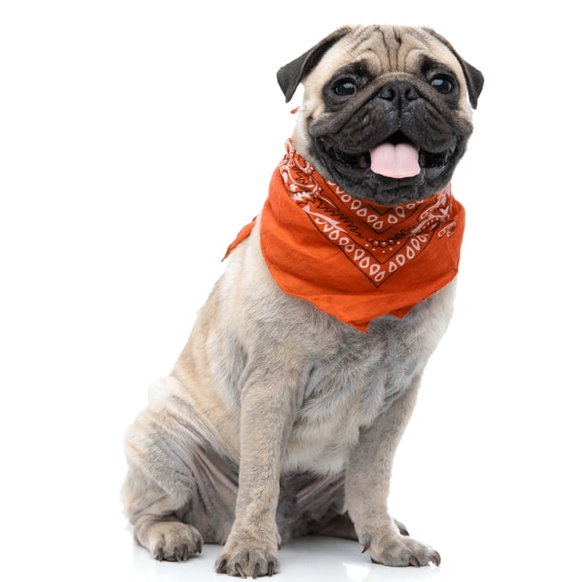 Paisley Polyester Ensemble de 3 Bavoirs Bandana Triangle pour Chiens et Chats - Taille Régulière