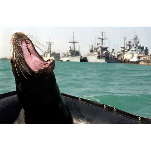 A 375 Pound California Sea Lion Shows His Teeth Poster Print By Stocktrek Images 34 X 22 Walmart Com Walmart Com