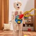 thumbnail image 4 of Visland Human Body Model with Tweezes Educational Body Structure Internal Organ Learning Toy Body Parts Assembly Kit 3D Anatomy Physiology Study Tool, 4 of 7
