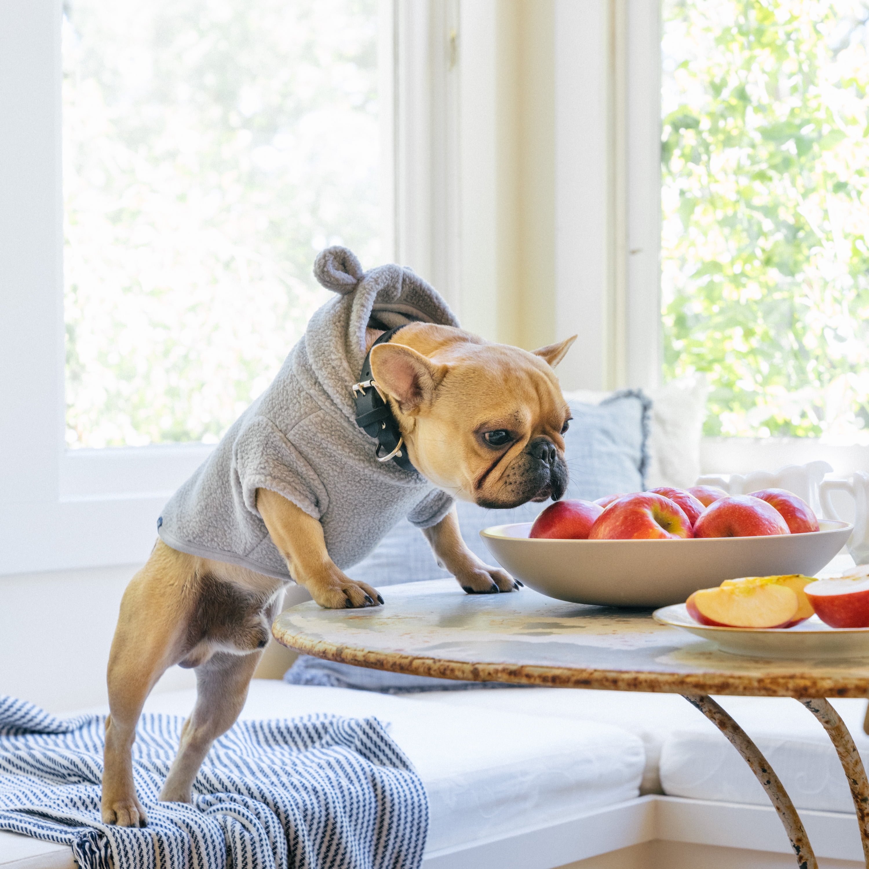 Gap Pet, Dog Clothes, Recycled Gray Sherpa Bear Ear Pet Hoodie