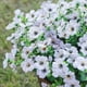 thumbnail image 4 of Flores artificiales de seda violeta – Decoración con hierba artificial primaveral para el hogar, la oficina, bodas y fiestas., 4 of 6