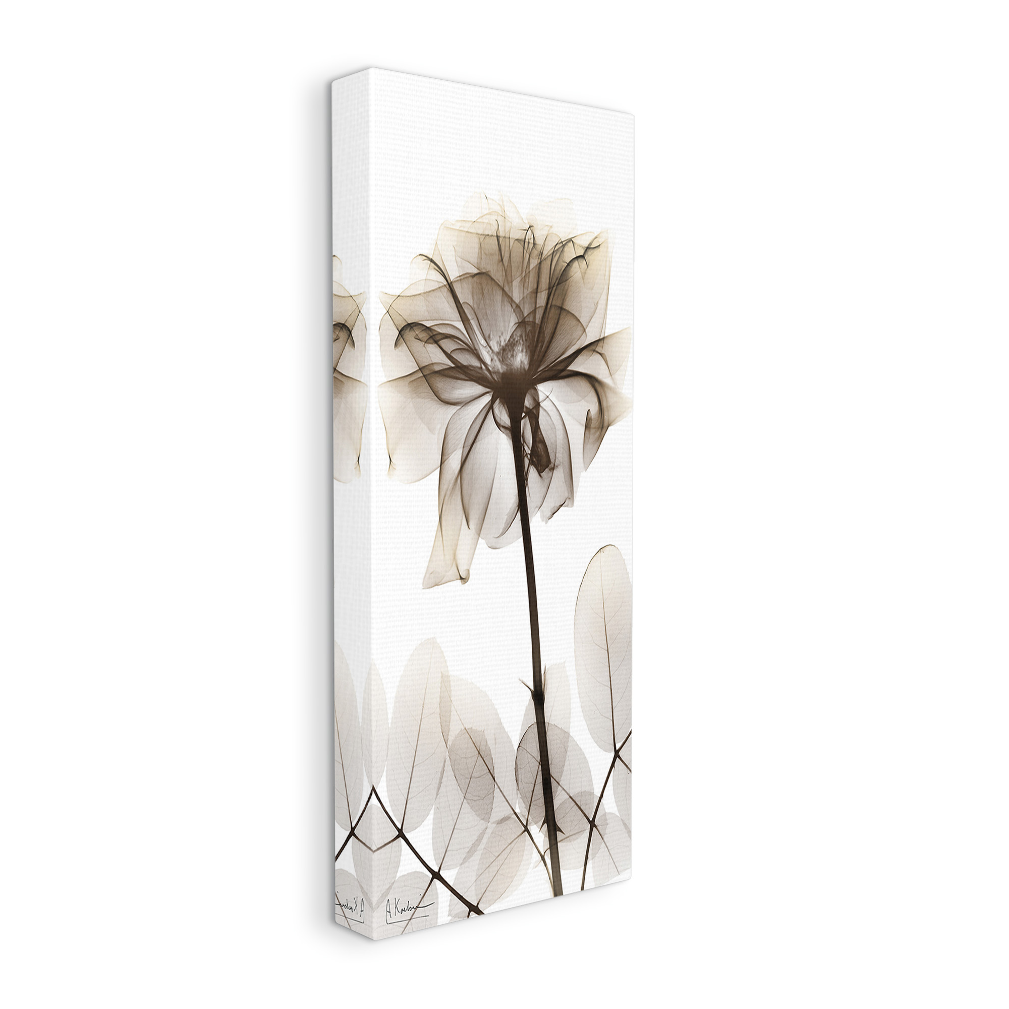 Stupell Industries Blooming Opaque Flower Botanical & Floral Photography Gallery Wrapped Canvas Art Print Wall Art, 20 x 48