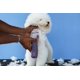 thumbnail image 4 of Dog Clipper Andis Emerge inalámbrico de iones de litio, color morado, 4 of 6