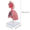 thumbnail image 2 of CIMAXIC 1pc Respiratory Lung Model Medical Respiratory System Lung Model Teaching Tool,10.63"X4.72"X4.72", 2 of 5