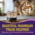 2 LB 2-Pack All-in-One Grow Bag: Up to 32oz of Mushrooms! Nutrient ...