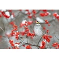 thumbnail image 2 of Day, Richard and Susan 14x11 Black Ornate Wood Framed with Double Matting Museum Art Print Titled - White-throated Sparrow in Winterberry bush in winter-Marion County-Illinois, 2 of 4