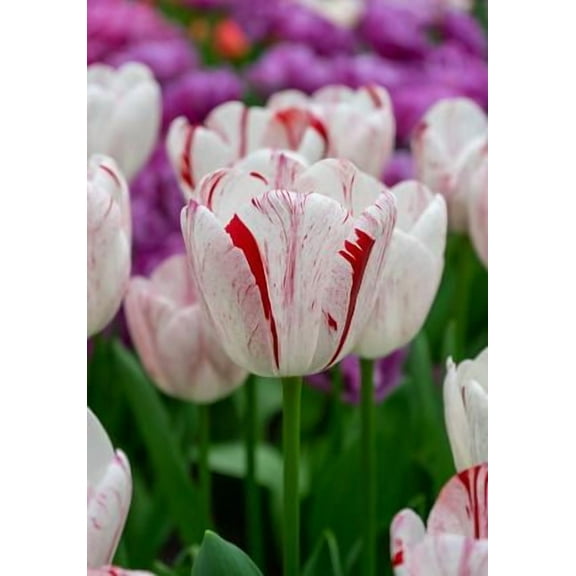 One Direction Triumph Tulip - 5 Bulbs - 12/ cm Bulbs - New!