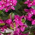 thumbnail image 4 of Nearly Natural UV-Resistant Artificial Bougainvillea Outdoor Hanging Plant - 28" - Purple - Set of 2, 4 of 9