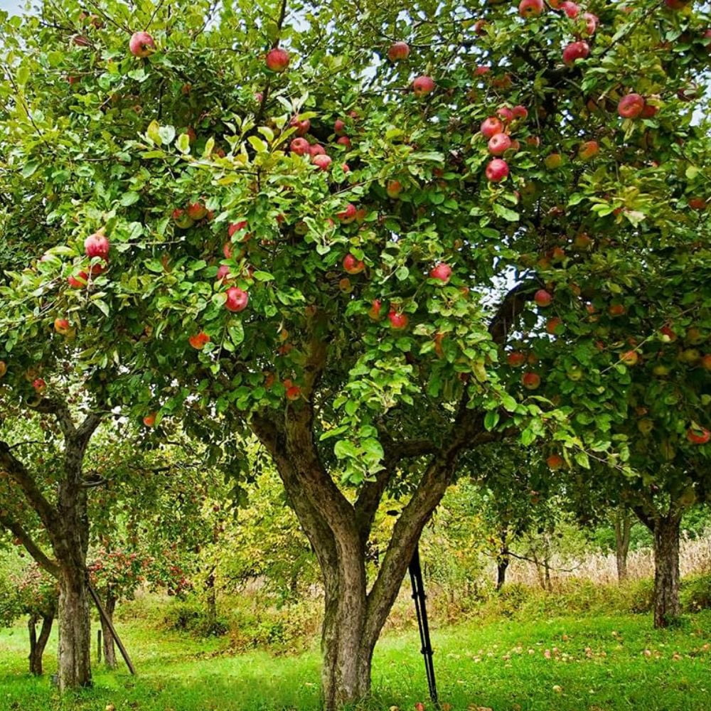Expert Gardener 3-4 ft tall Cameo Apple Live Tree in 7-Gallon Grower Pot