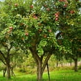 thumbnail image 5 of Expert Gardener 1-1.5 ft tall Cameo Apple Live Tree in 1-Gallon Grower Pot, 5 of 6