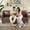 Brown, variant on Chalantevo 78.75" Mid-Century Faux Leather 3-Seater Sofa, Rolled Arms with Nailhead Trim, Solid Wood Frame, for Living Room, Apartment, Black