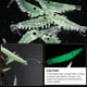 thumbnail image 3 of Sywqhk 50 Uds. Señuelo suave de camarón luminoso goma 3cm señuelo de pesca nocturna brillo fluorescente Sywqhk Alta Calidad, 3 of 7