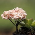 thumbnail image 5 of Mosey Plant Miniature,Plant Miniature Mini Different Shape Plastic Metal Dollhouse Tree Miniature for Home, 5 of 6