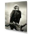 thumbnail image 2 of Designart "Majestic Bold Eagle I" Animals Eagle Wall Art Prints, 2 of 7