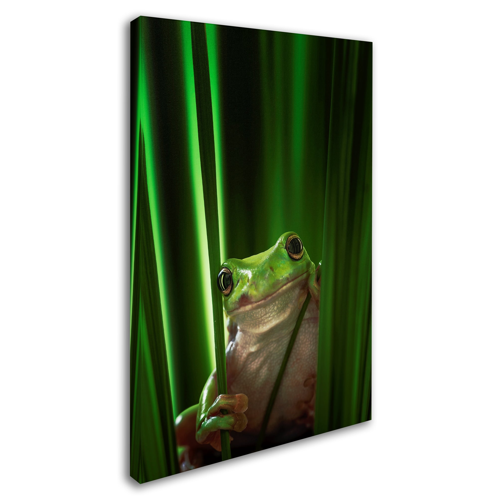 Ahmad Gafuri 'Green Frog' Canvas Art
