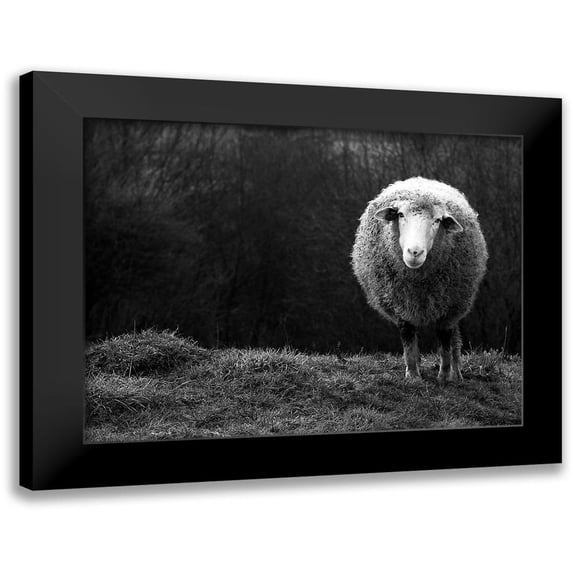 Ajven 24x19 Black Modern Framed Museum Art Print Titled - Wondering sheep