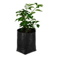 thumbnail image 3 of planta bugambilea de 37 cm x 14 cm, 3 of 5