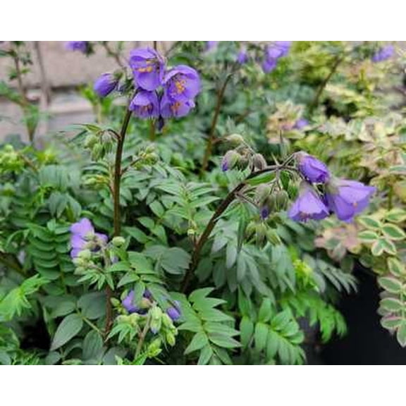 Heaven Scent Jacob's Ladder 1gal - Perennial