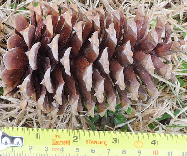 Loblolly Pine Cones Natural Loblolly Cones 34in. Long 100 per order