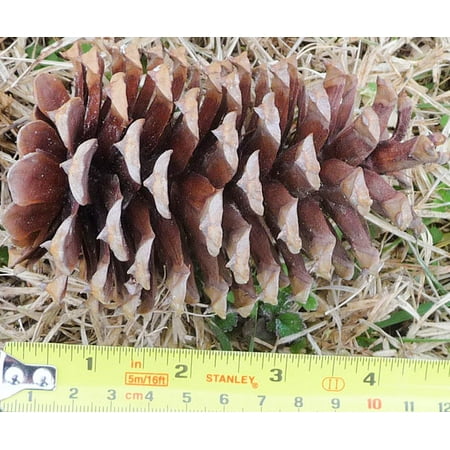cones loblolly pine natural 4in browns per order case long