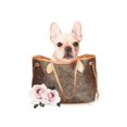 thumbnail image 3 of Amanda Greenwood 13x18 Black Modern Framed Museum Art Print Titled - Fashion Bag with Frenchie, 3 of 5