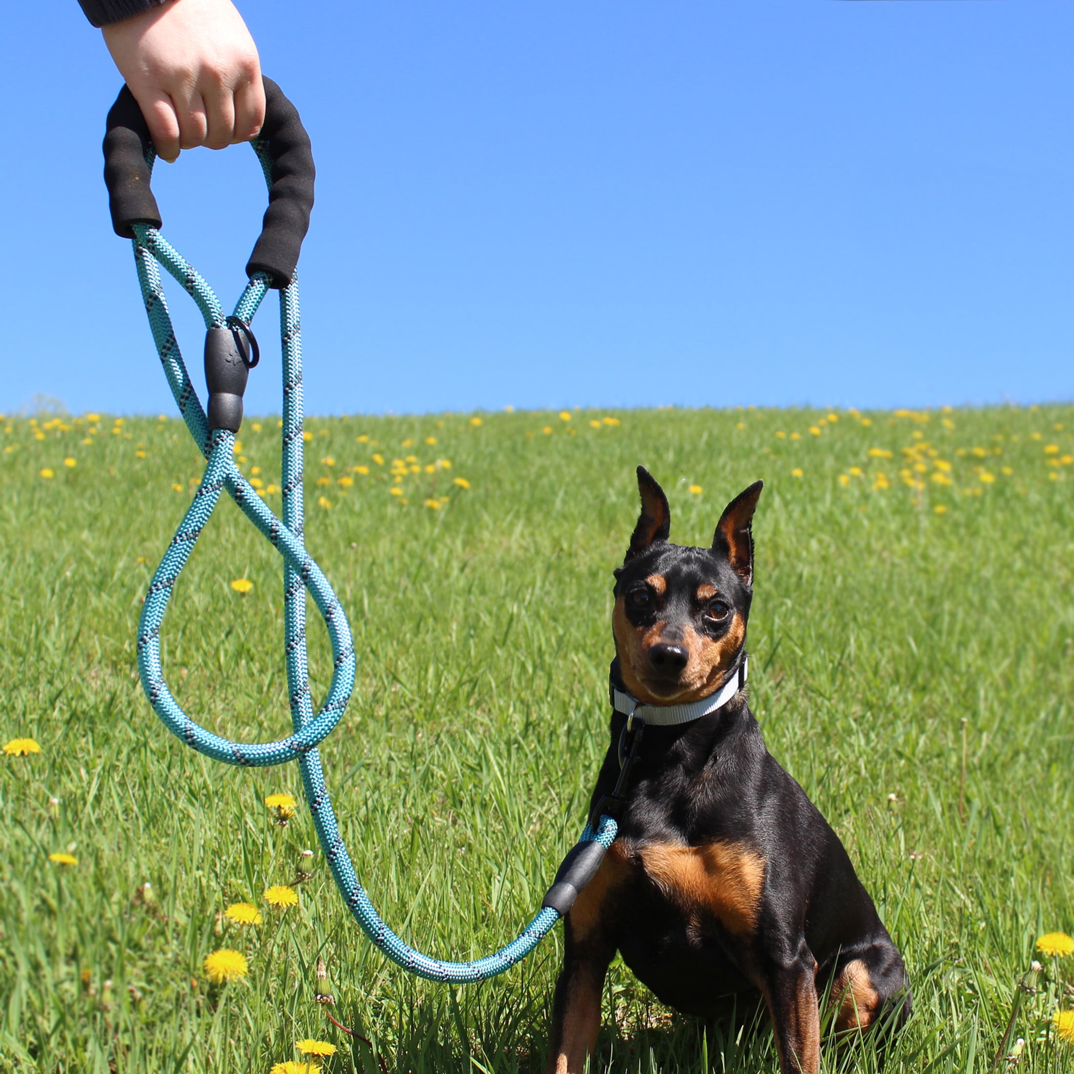 Vibrant Life 6' Neoprene Cushioned Rope Dog Leash, Teal
