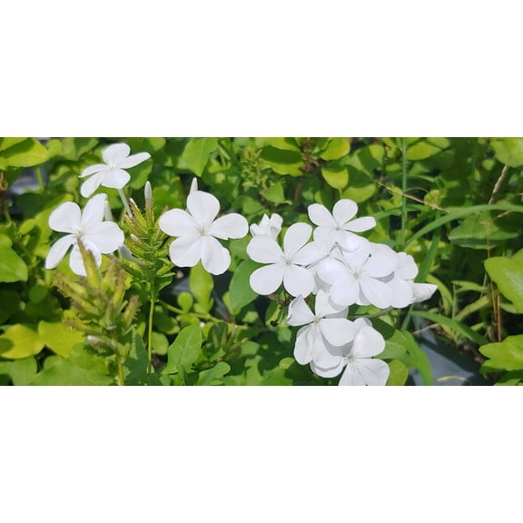Plumbago auriculata, White Cape Leadwort, Starter Plant, Lot of 2