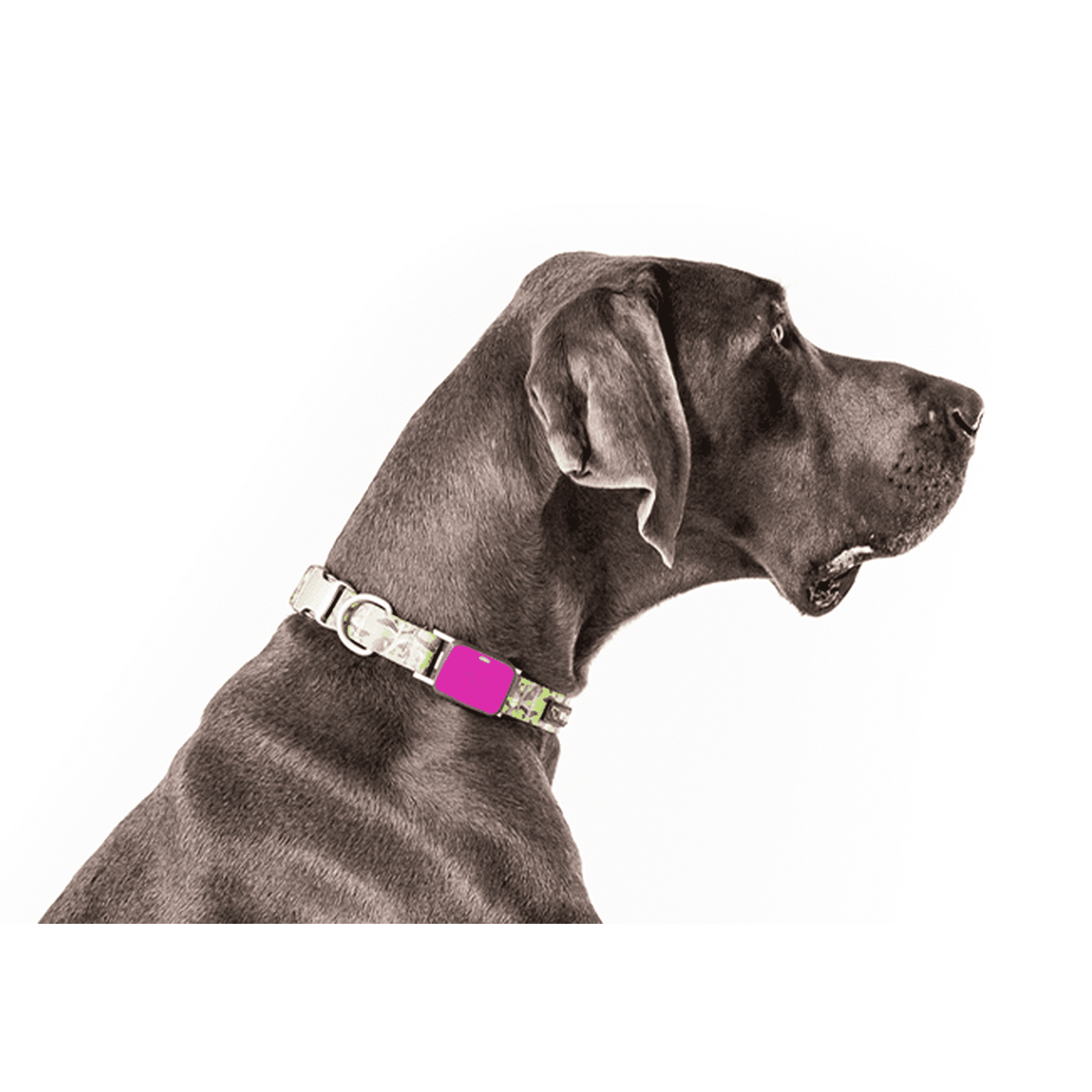 Dog fitness tracker hotsell