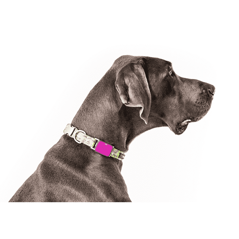 Whistle GO Explore Dog GPS Tracking Device and Pet Health Monitoring