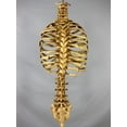 thumbnail image 4 of Skeletons And More SM300DA Aged Rib Cage & Spine, 4 of 4